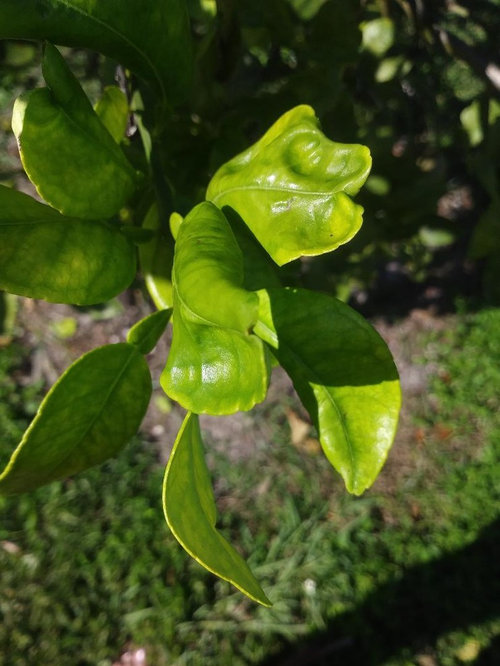 What's happenin' with my baby Ruby red grapefruit tree