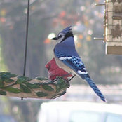 Sharon Dowdy's photo