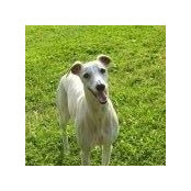 David Connors's photo