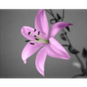 Alissa Doll's photo