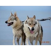 Monica Schuelein's photo
