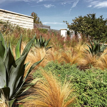 Lush Native Plants and Agave