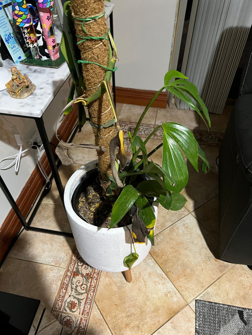 Help to Stop plant from dying