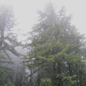 Sequoia Dendron's photo