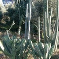 Foto di profilo di Pianta Piante Garden Designer