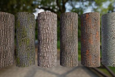 Why Tree's Have Bark