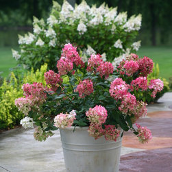 Fire Light&trade; Hardy Hydrangea - Plants