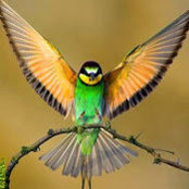 Yalda Aziz's photo