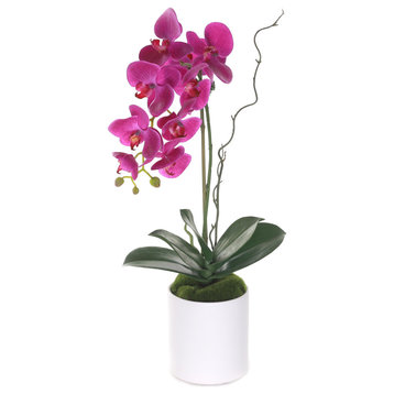 Purple Phalaenopsis Orchid, White Cylinder Pot