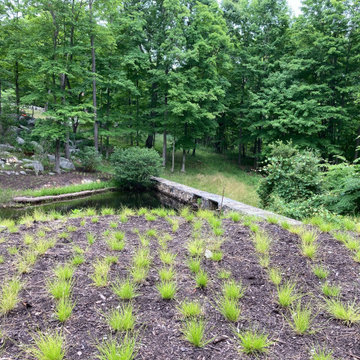 Carex pennsylvanica plugs on the spoil mound