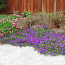 Garden Ideas