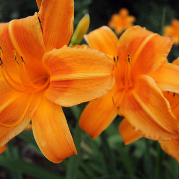 Hardy Day Lilies!