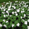 Trillium project
