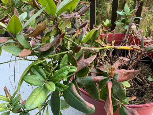 why are my rhododendrons dying