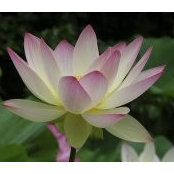 Mitch Duncan's photo