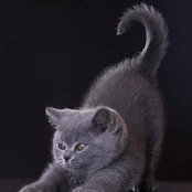 Marisol Silva Castan's photo