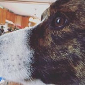 Beth Hohenthal-Thigith's photo