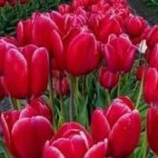 Joan Dickey's photo