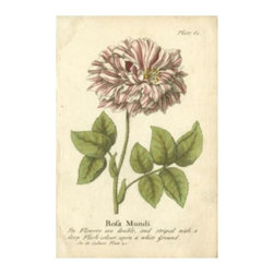 Vintage Rose - Prints And Posters