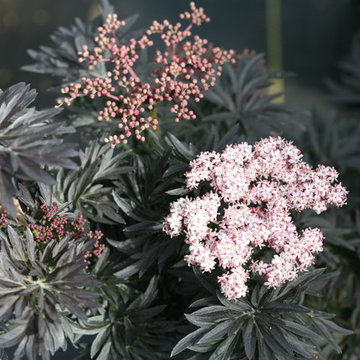 Laced Up™ Elderberry