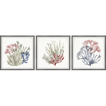 Marine Life Display Triptych, 3-Piece Set, 12x12 Panels