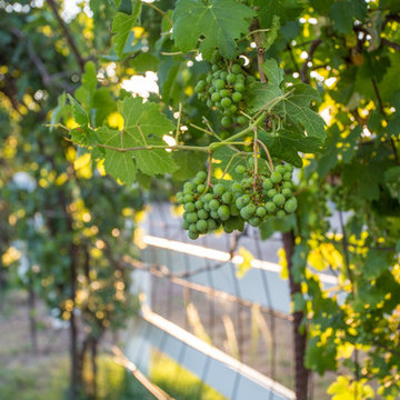 Old Fort Lowell, Tucson Urban Ranch Grapes