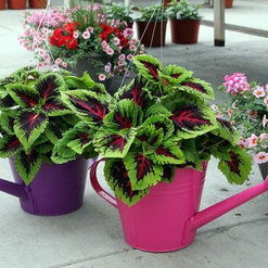 Romence Gardens Inc - Portage, MI, US 49024