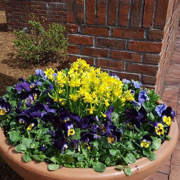 Spring Flowers