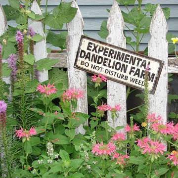 Lawn Reduction: Violet-colored Liatris Spicata (Gayfeather):