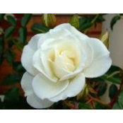 Sharon Franks's photo