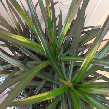 Dracaena marinate yellow spots