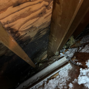 Mold Remediation 2