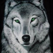 Silver Wolf's photo