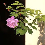 Quynh Phuong's photo