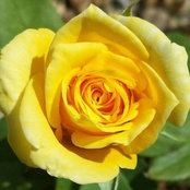 Foto von Susan Birkler