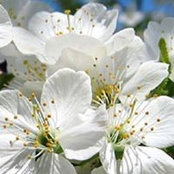 Tim Teear's photo