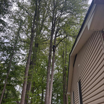 Complete Outdoor Property Improvement and Tree Service