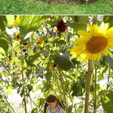 Landscape Ideas