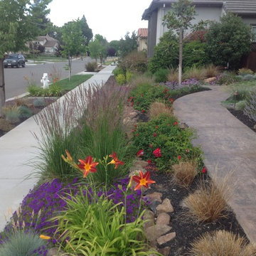 Santa Rosa Drought Tolerant Lawn Replacement