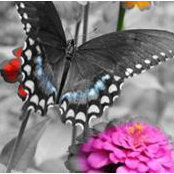 Monica Knippers's photo