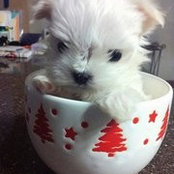 Chloe Lee's photo