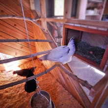 Chicken Coop Ideas