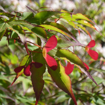 Japanese Maples