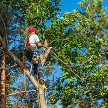 San Diego Tree Removal Services