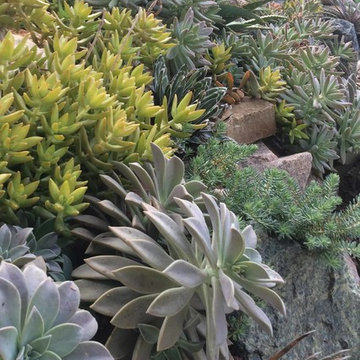 Various Xeriscapes by Team Rhinamic