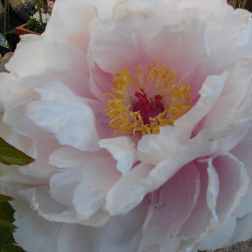 Peony Garden