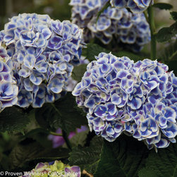 Cityline&reg; Mars Bigleaf Hydrangea - Plants