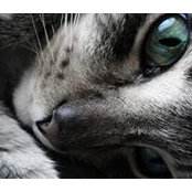 Renee Williams's photo
