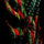 thall_29