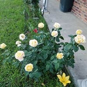 Amy Meador's photo
